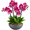 Elegant Orchid Arrangement